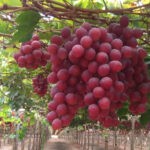 uvas