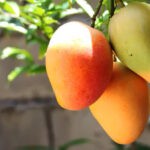 mango04