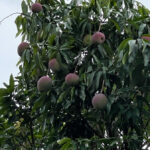 mangoplants