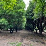 plants01