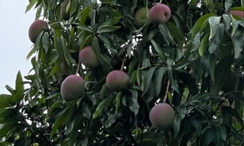 mangoplants