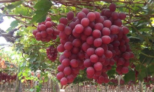 uvas